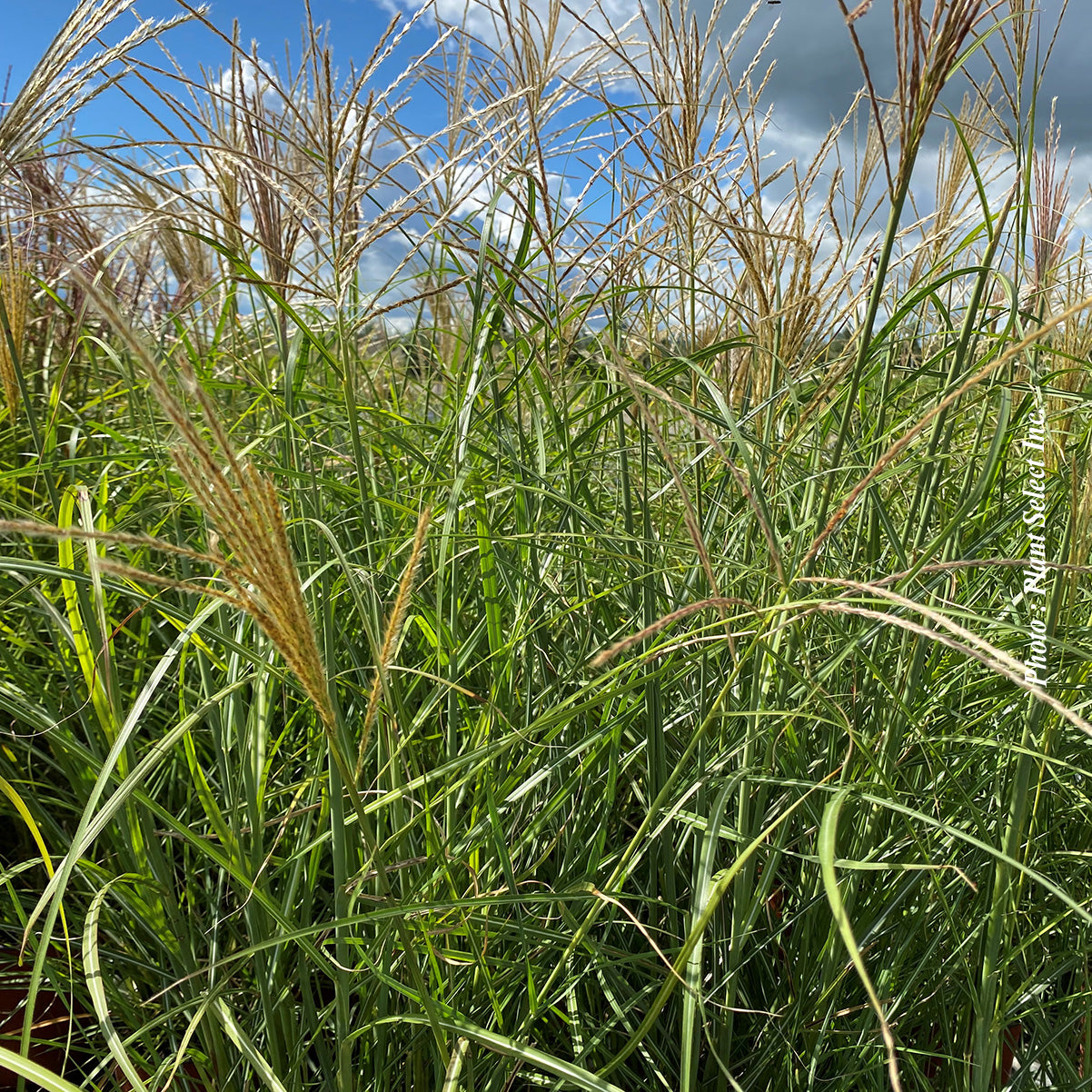 Miscanthus 'Berlin' (sin.)