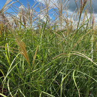 Miscanthus 'Berlin' (sin.)