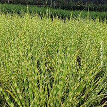 Miscanthus 'Gold Bar' (sin.)
