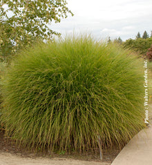 Miscanthus 'Gracillimus' (sin.)