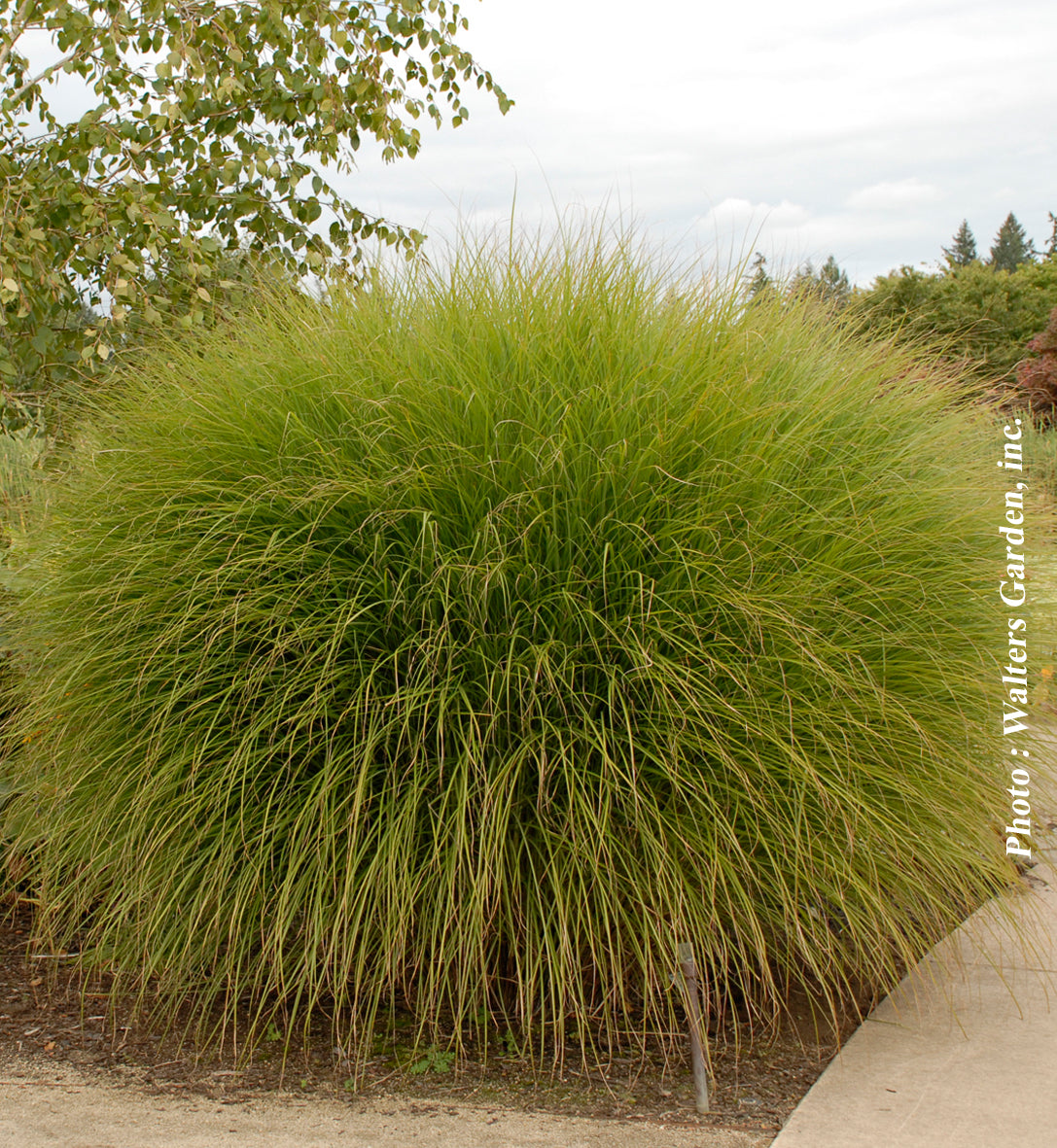Miscanthus 'Gracillimus' (sin.)