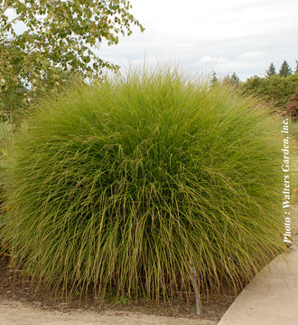 Miscanthus 'Gracillimus' (sin.)