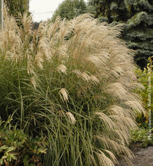 Miscanthus 'Graziella' (sin.)