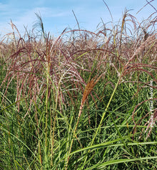 Miscanthus 'Huron Sunrise' (sin.)