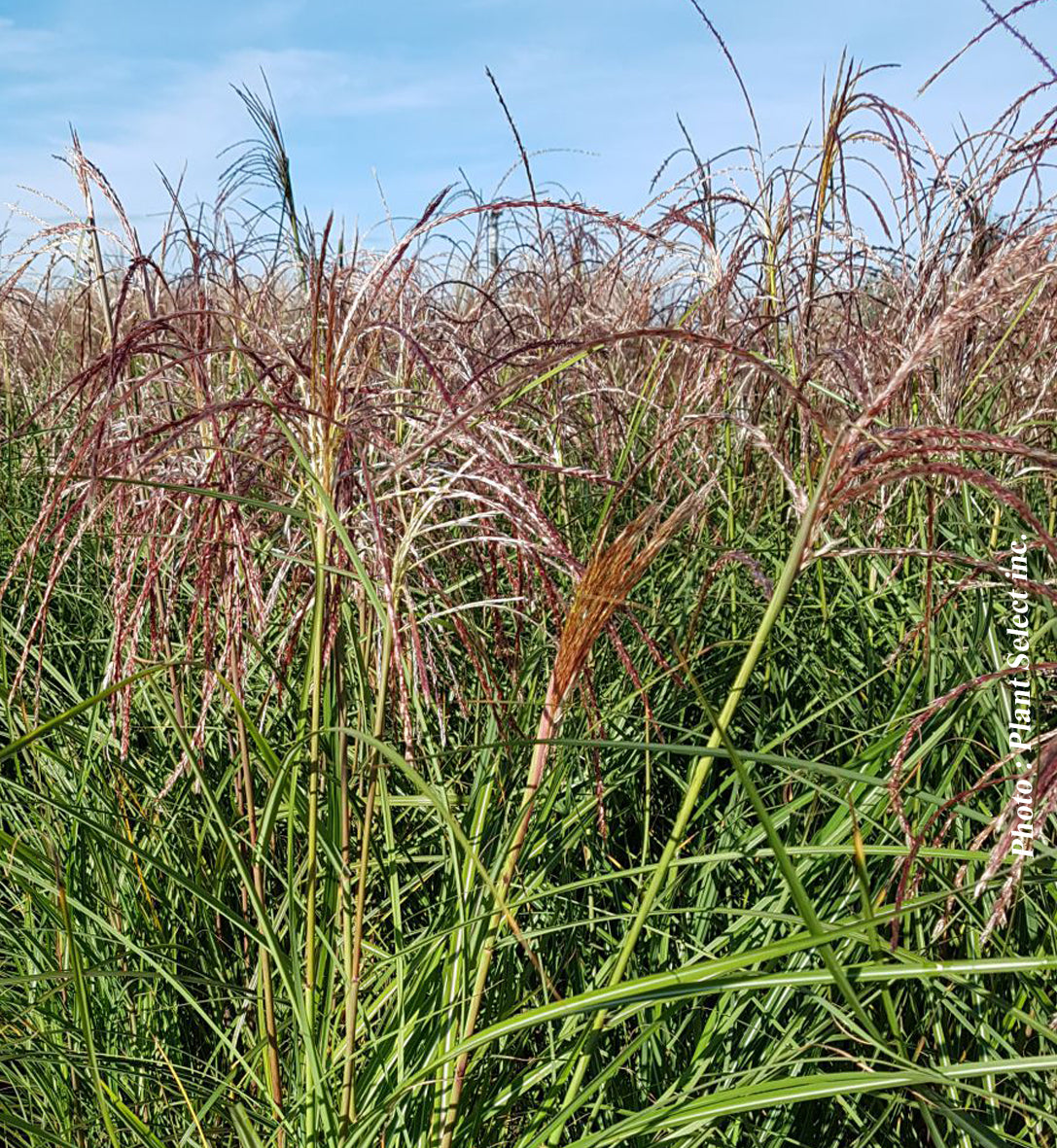 Miscanthus 'Huron Sunrise' (sin.)