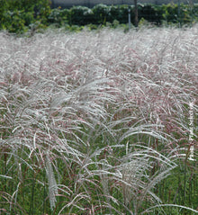 Miscanthus 'Kleine Fountain' (sin.)