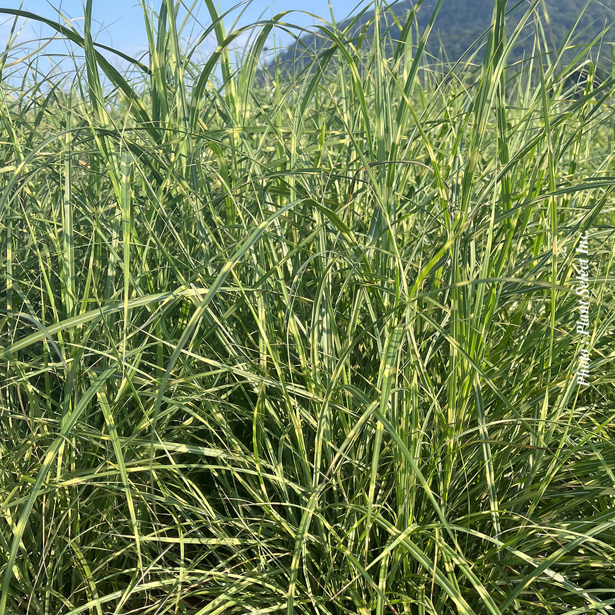 Miscanthus 'Little Zebra' (sin.)