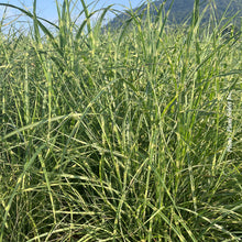 Miscanthus 'Little Zebra' (sin.)