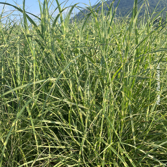 Miscanthus 'Little Zebra' (sin.)