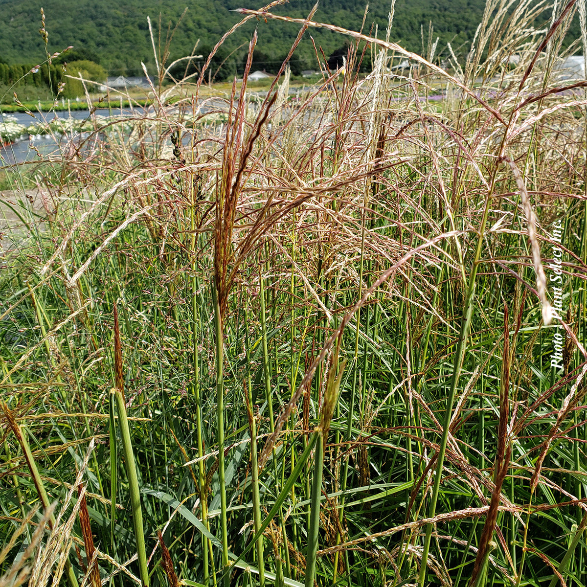 Miscanthus 'Nippon' (sin.)