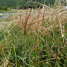 Miscanthus 'Nippon' (sin.)