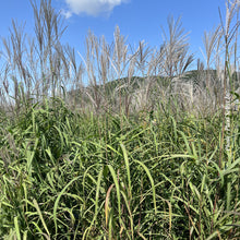 Miscanthus 'Purpurascens' (sin.)