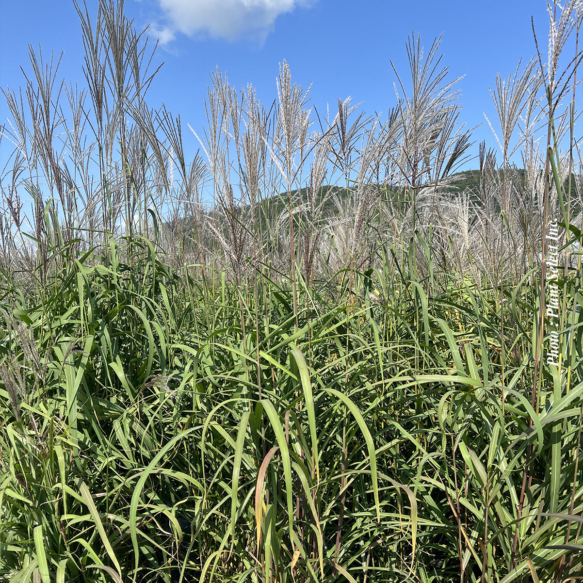 Miscanthus 'Purpurascens' (sin.)