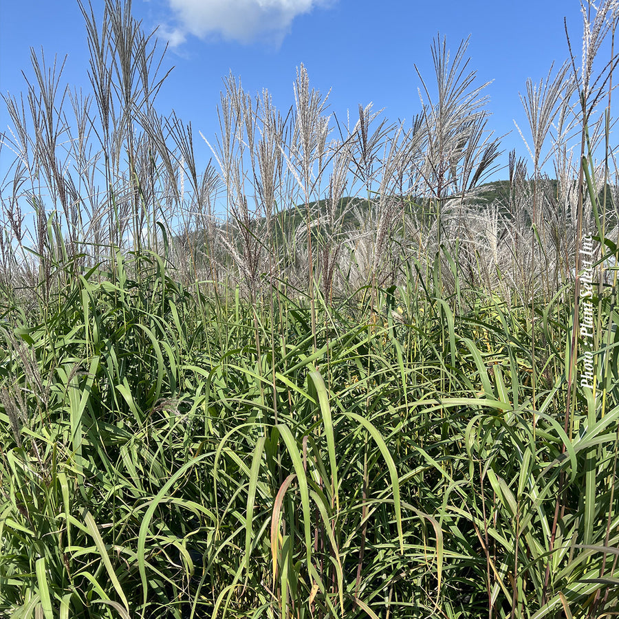 Miscanthus 'Purpurascens' (sin.)