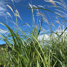 Miscanthus 'Silberfeder' (sin.)