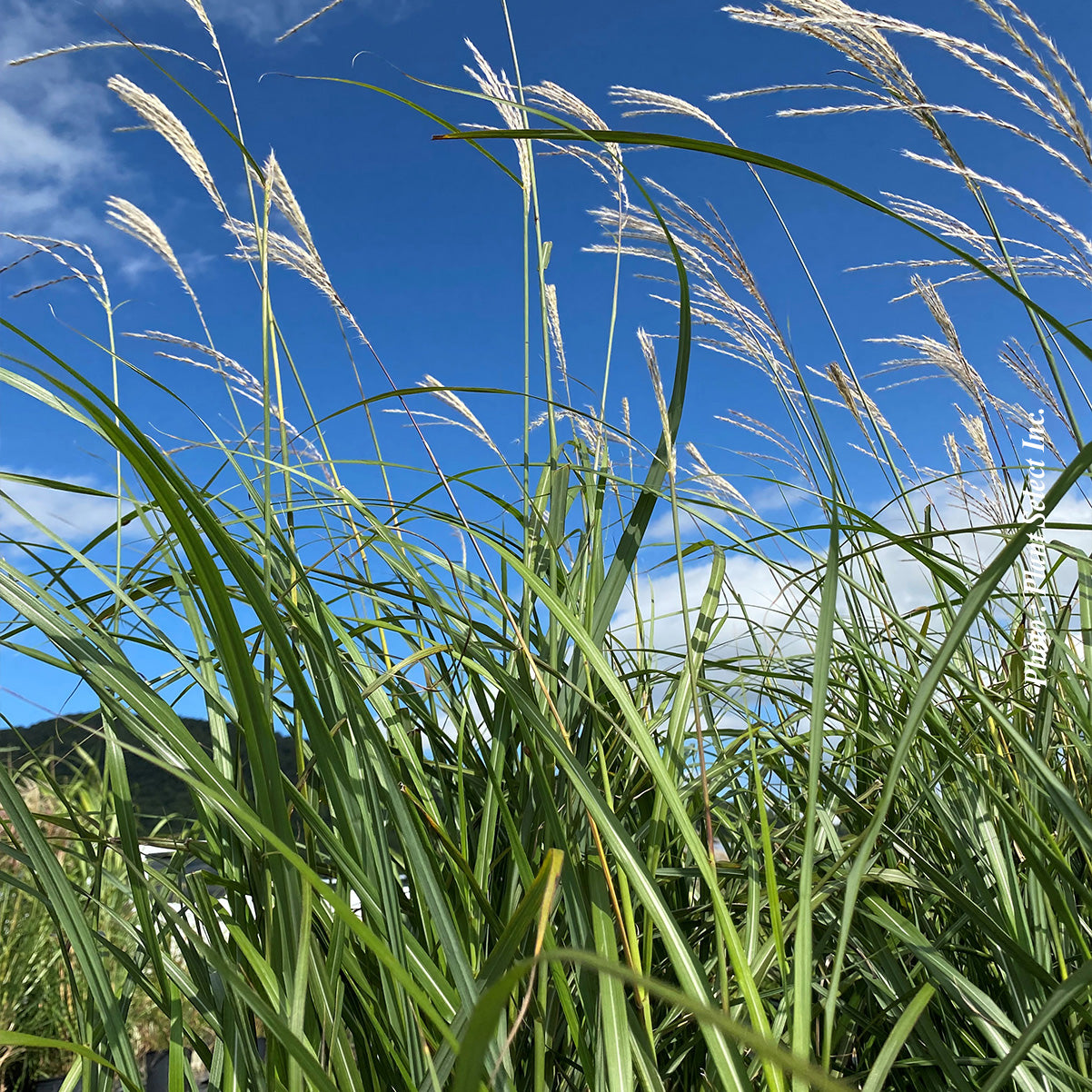Miscanthus 'Silberfeder' (sin.)
