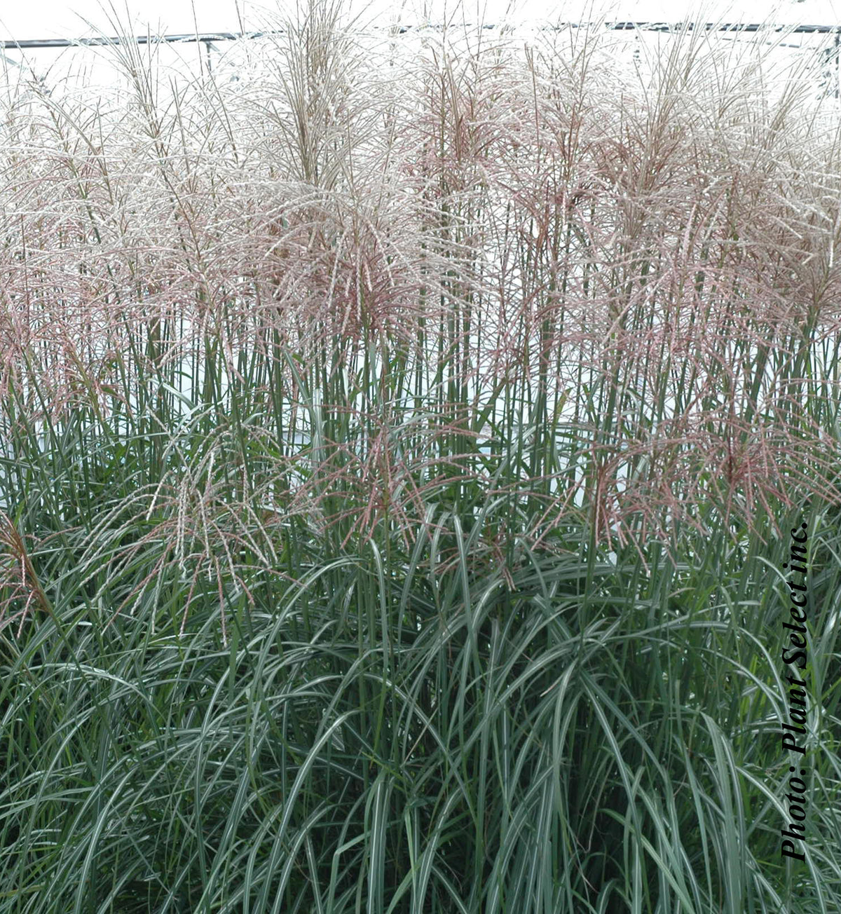 Miscanthus 'Sirene' (sin.)