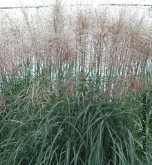 Miscanthus 'Sirene' (sin.)