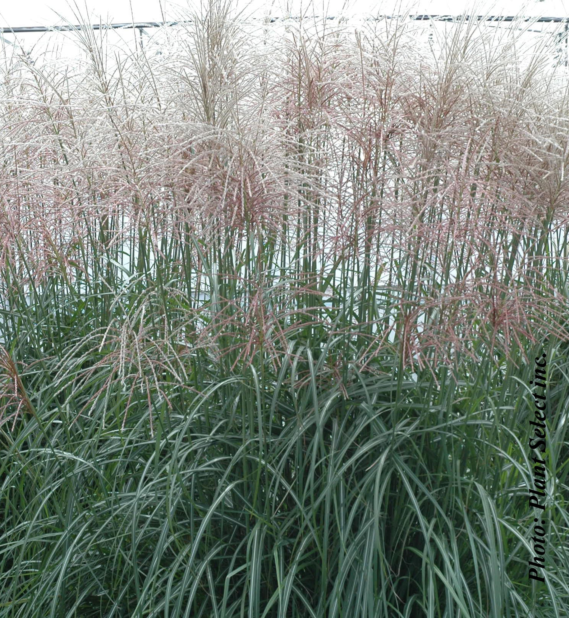 Miscanthus 'Sirene' (sin.)