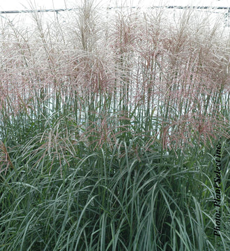 Miscanthus 'Sirene' (sin.)