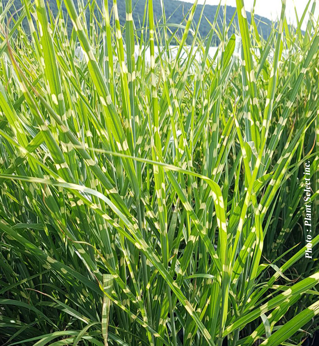 Miscanthus 'Strictus' (sin.)