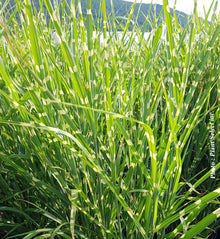 Miscanthus 'Strictus' (sin.)