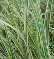 Miscanthus 'Variegatus' (sin.)