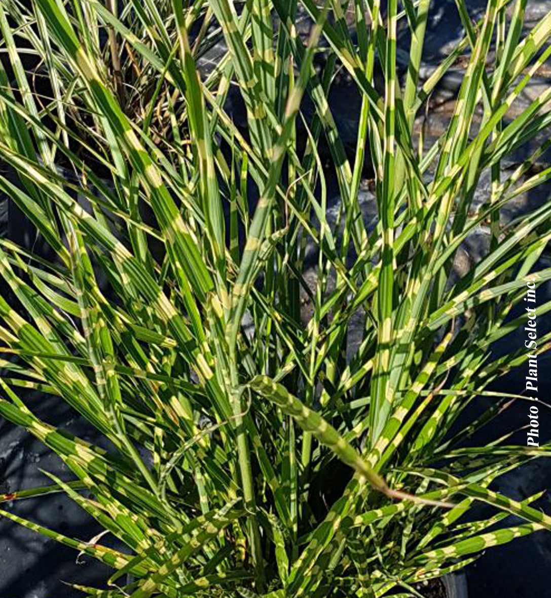 Miscanthus 'Zebrinus' (sin.)
