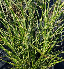 Miscanthus 'Zebrinus' (sin.)