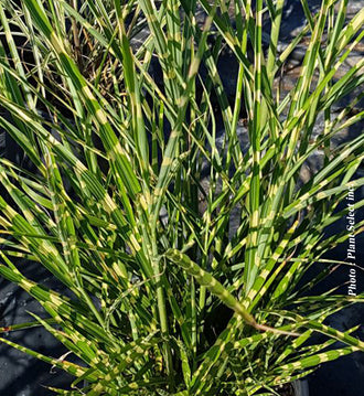 Miscanthus 'Zebrinus' (sin.)