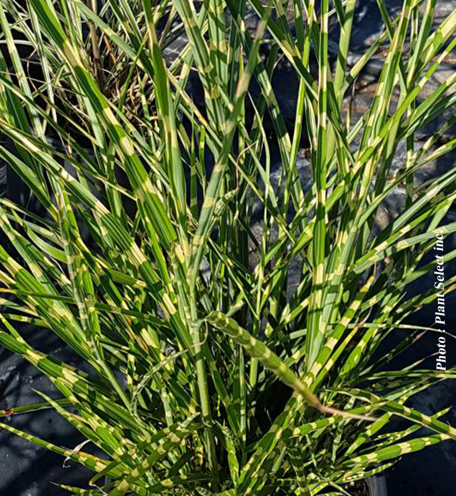 Miscanthus 'Zebrinus' (sin.)