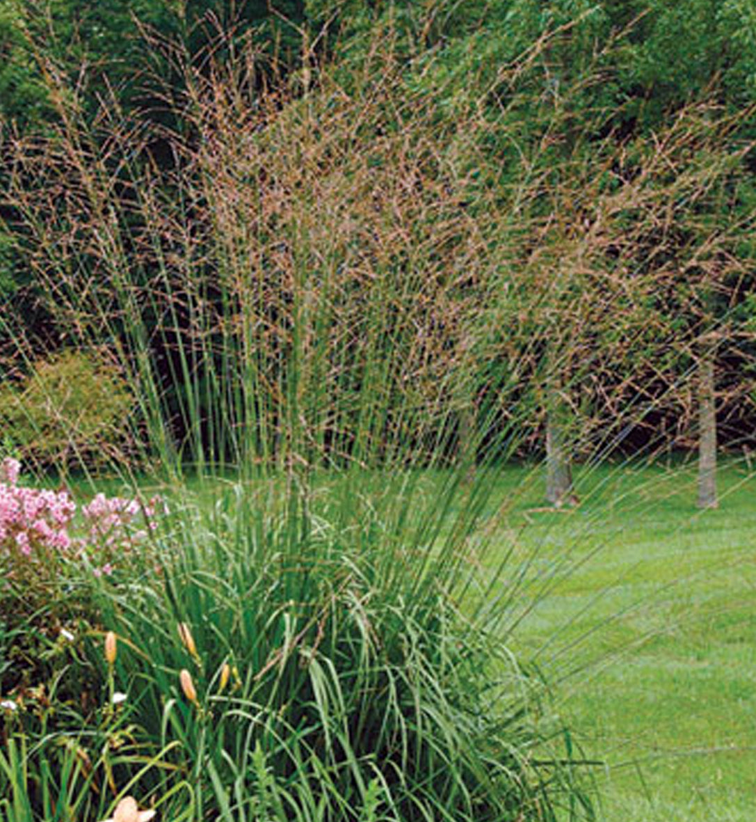 Molinia arundinacea 'Skyracer'