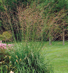 Molinia arundinacea 'Skyracer'