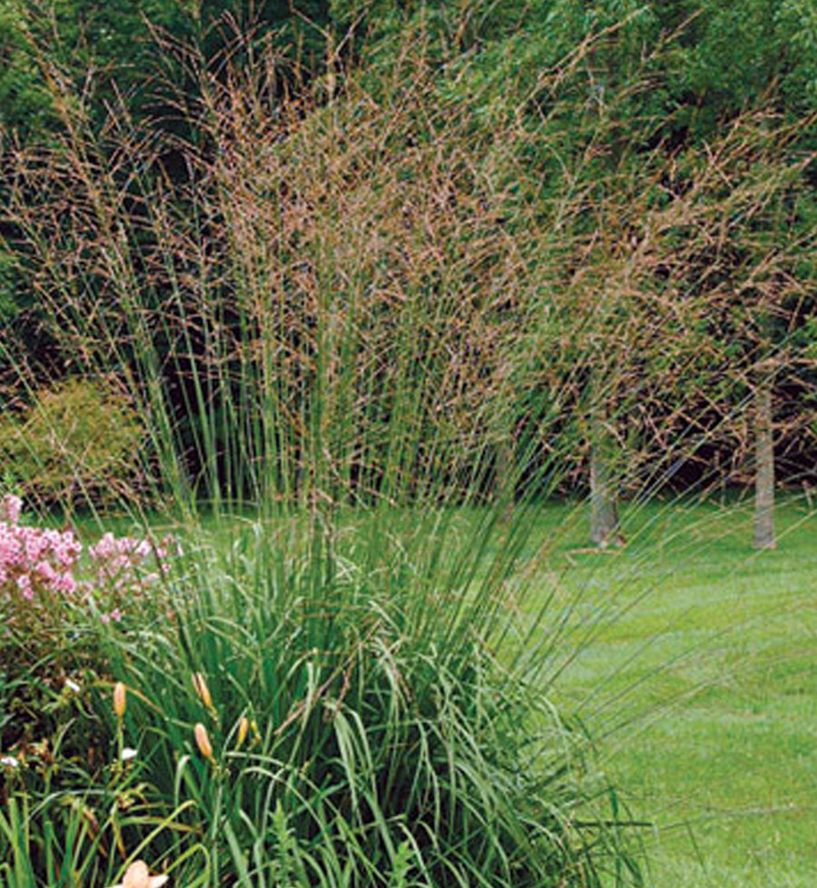 Molinia arundinacea 'Skyracer'