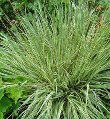 Molinia caerulea 'Variegata'