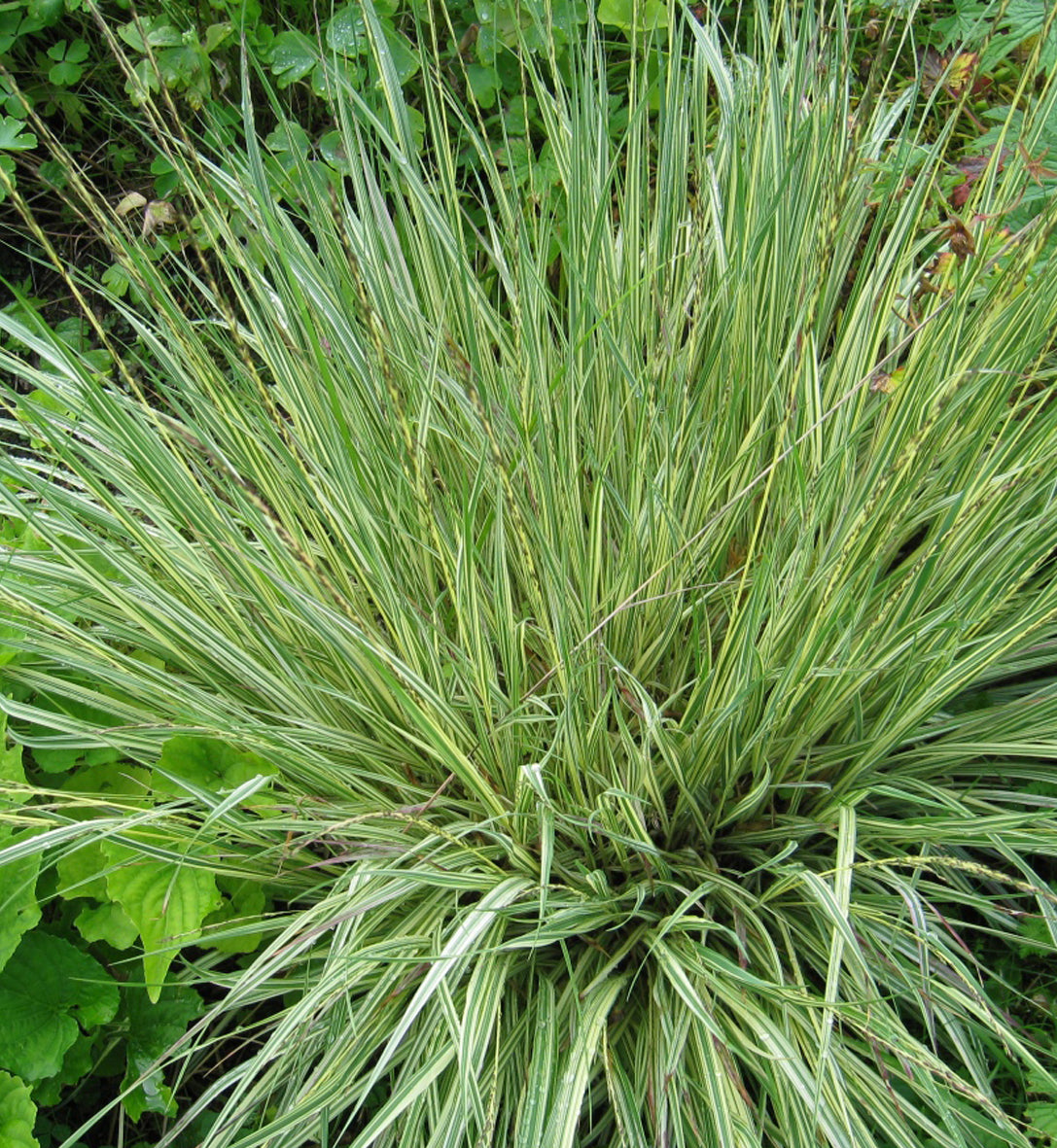 Molinia caerulea 'Variegata'