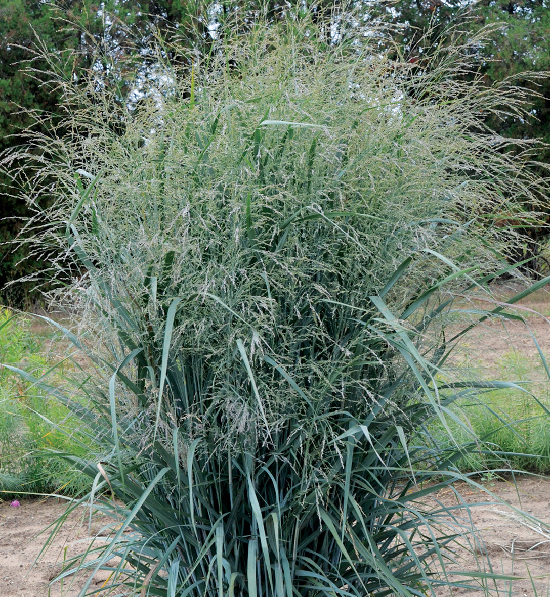 Panicum 'Blue Fountain' (vir.)