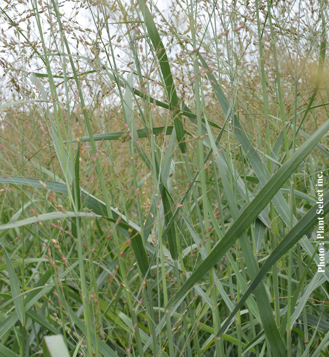 Panicum 'Heavy Metal' (vir.)