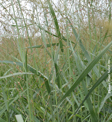 Panicum 'Heavy Metal' (vir.)