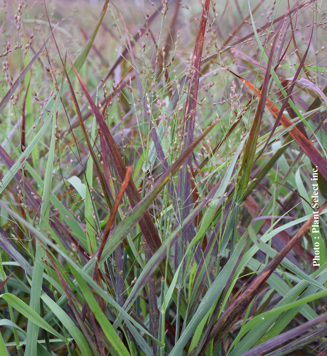 Panicum 'Hot Rod' (vir.)