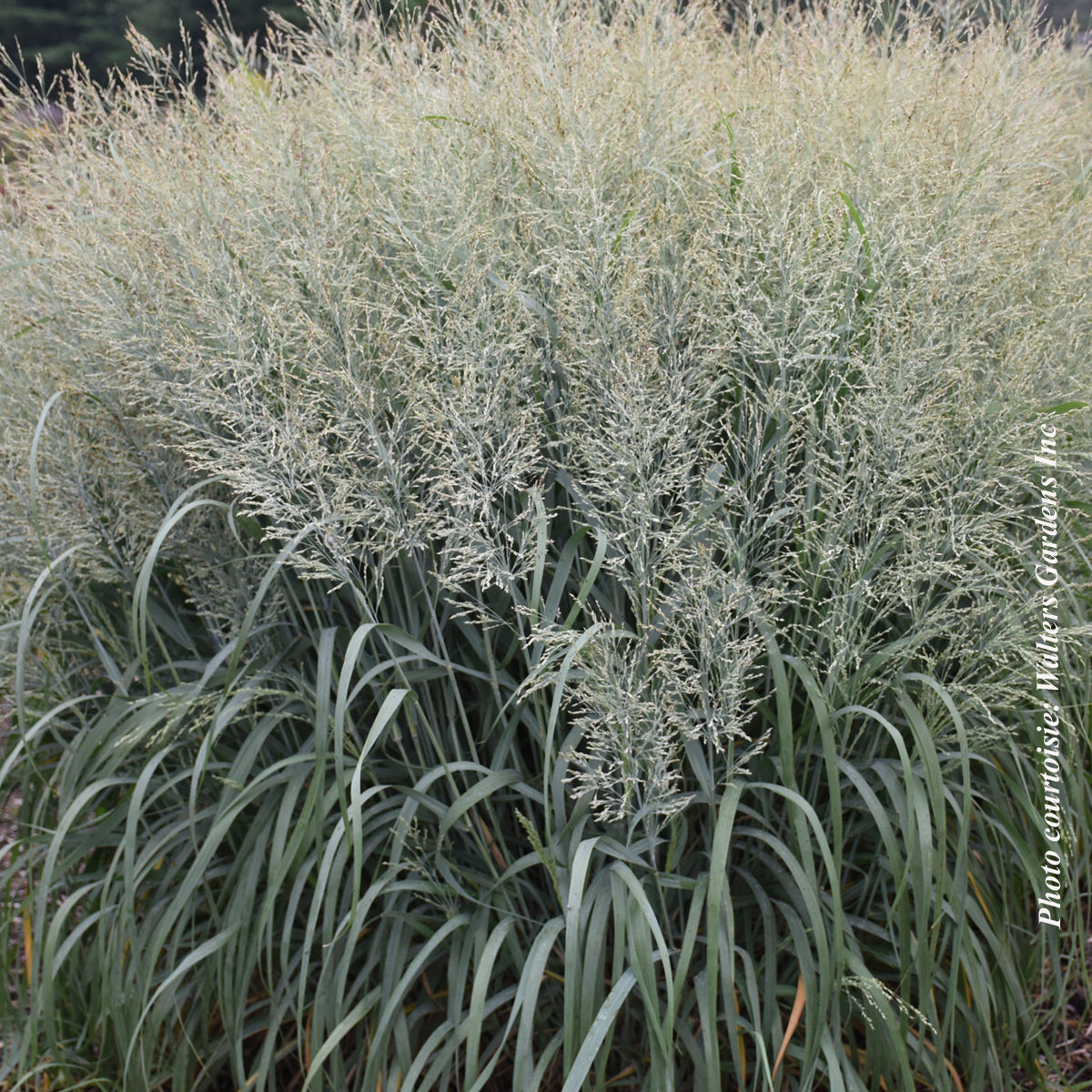 Panicum Prairie Winds® 'Niagara Falls'