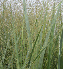 Panicum 'Northwind' (vir.)