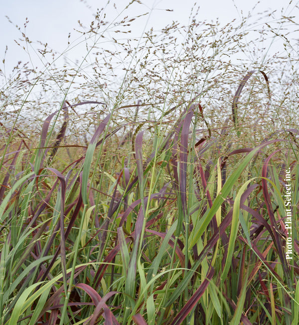 Panicum 'Prairie Fire' (vir.)