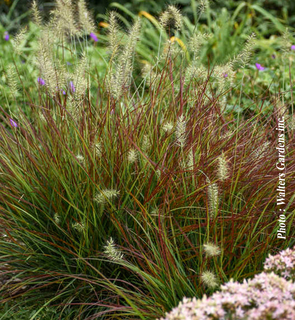 Pennisetum 'Burgundy Bunny' (alo.)