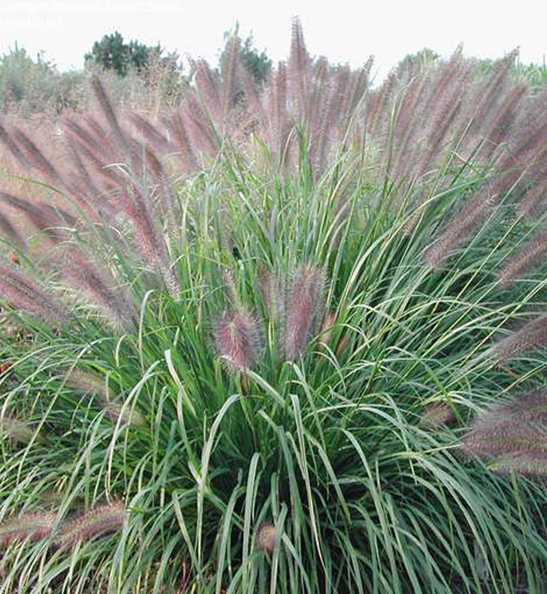 Pennisetum 'Red Head' (alo.)