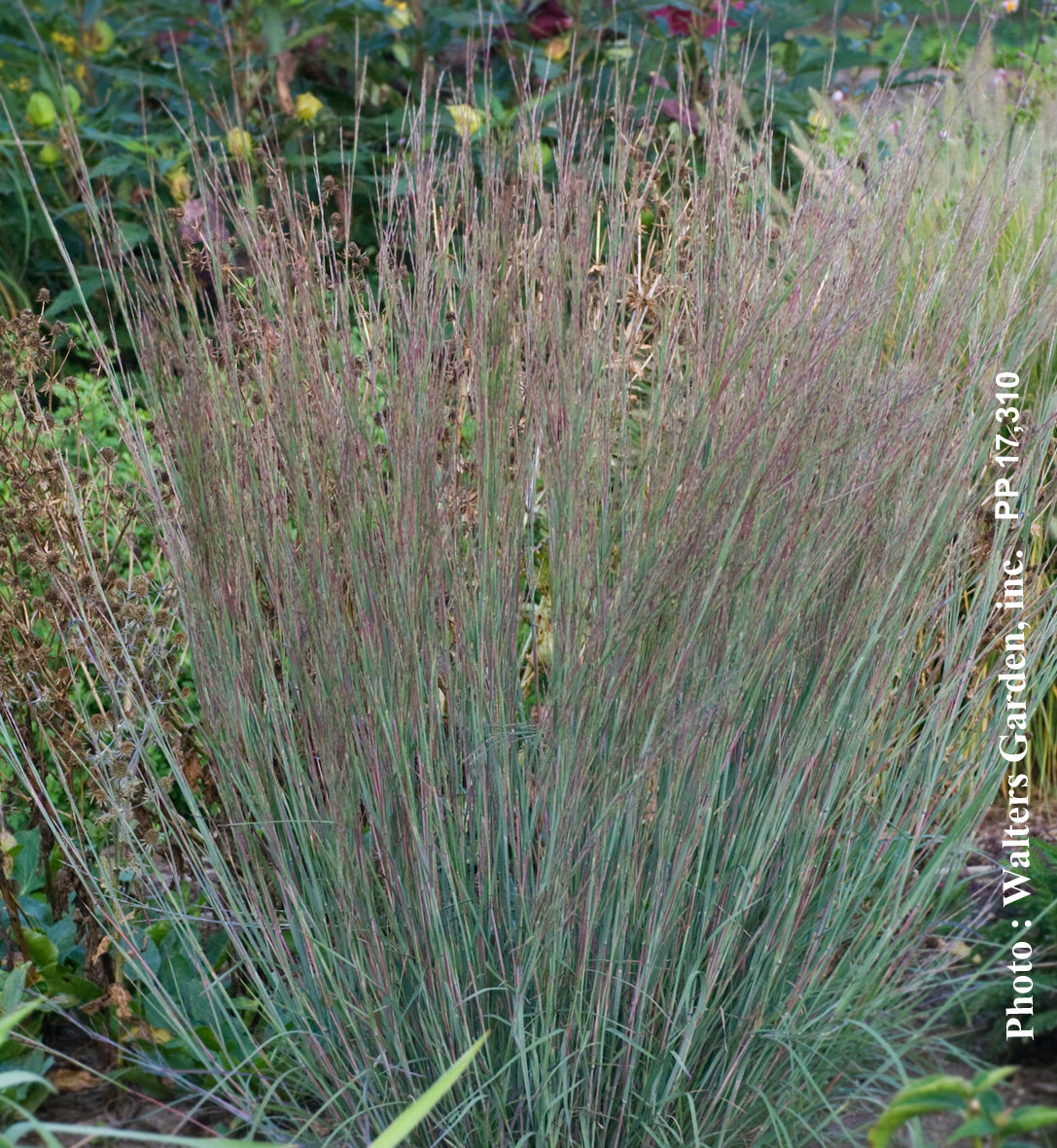 Schizachyrium 'Blue Haven' (sco.)