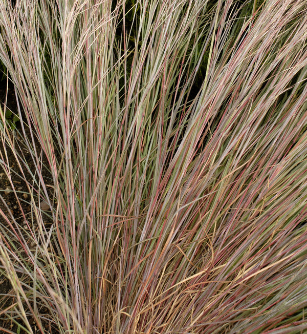 Schizachyrium 'Prairie Blues' (sco.)