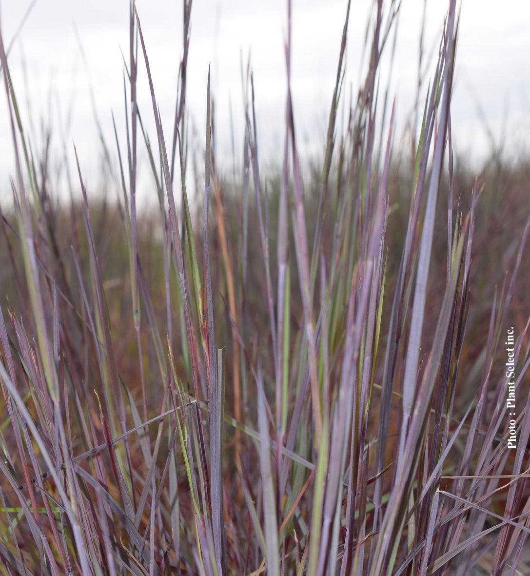 Schizachyrium 'Smoke Signal' (sco.)