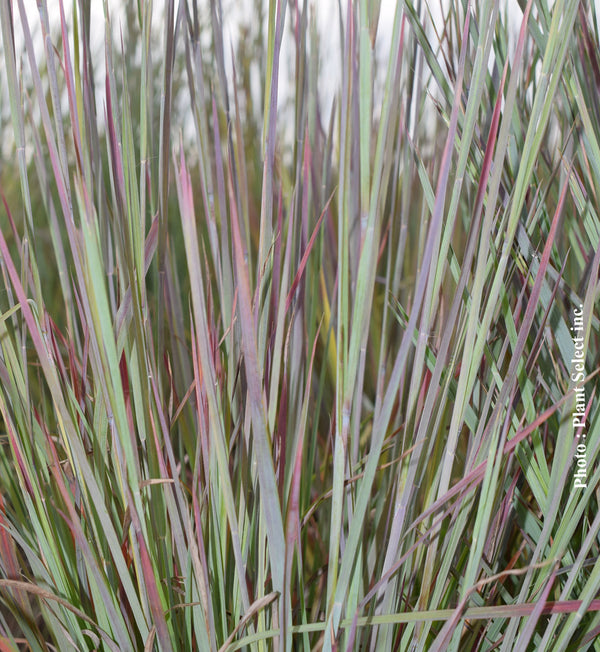 Schizachyrium 'Standing Ovation' (sco.)