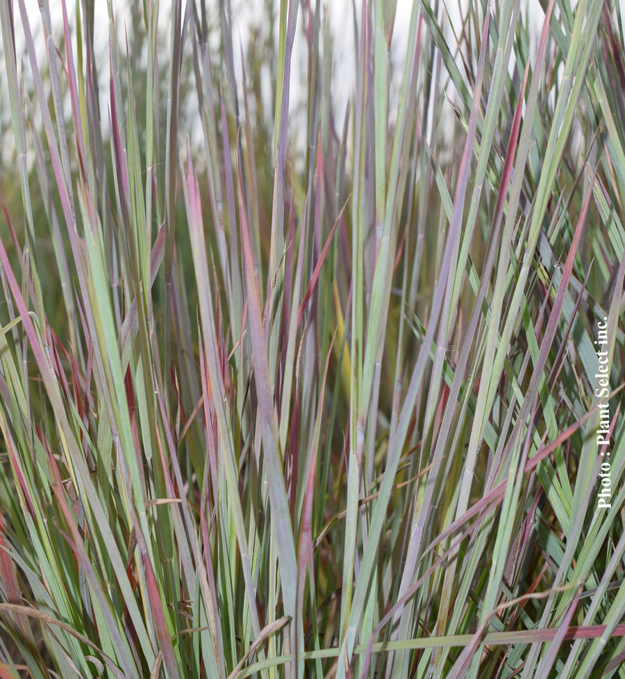 Schizachyrium 'Standing Ovation' (sco.)